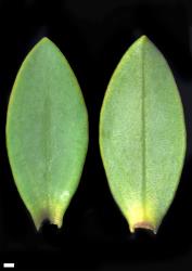 Veronica glaucophylla. Leaf surfaces, adaxial (left) and abaxial (right). Scale = 1 mm.
 Image: W.M. Malcolm © Te Papa CC-BY-NC 3.0 NZ